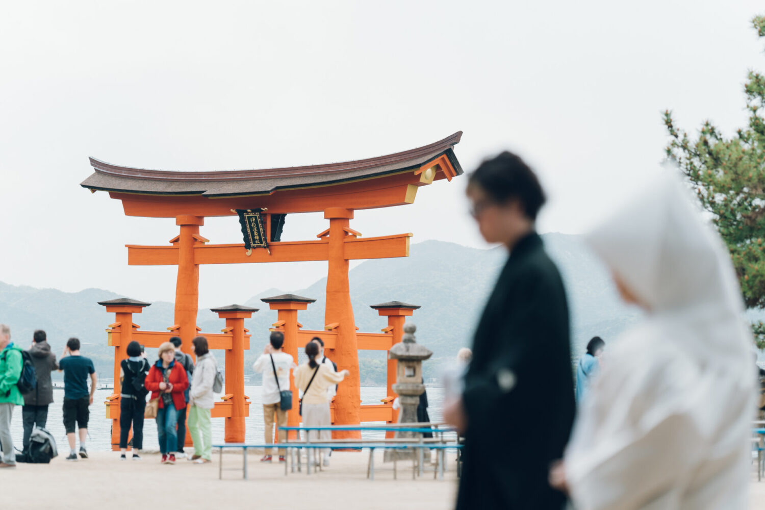 厳島いろはの様子