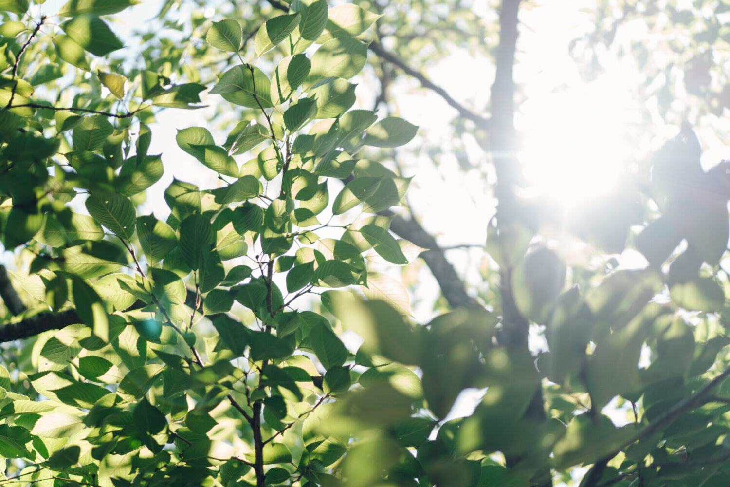 Ryokan尾道西山の様子