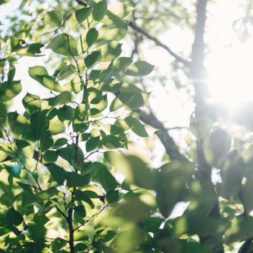 Ryokan尾道西山の様子