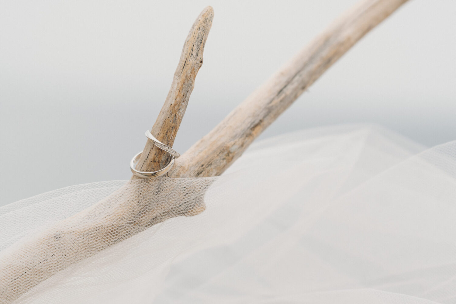 セトノウツツの様子