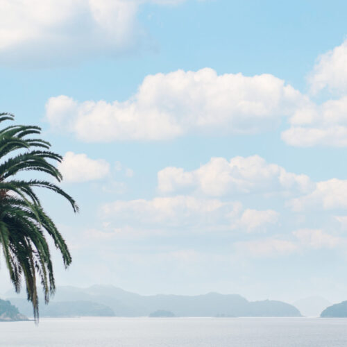 セトノウツツの様子